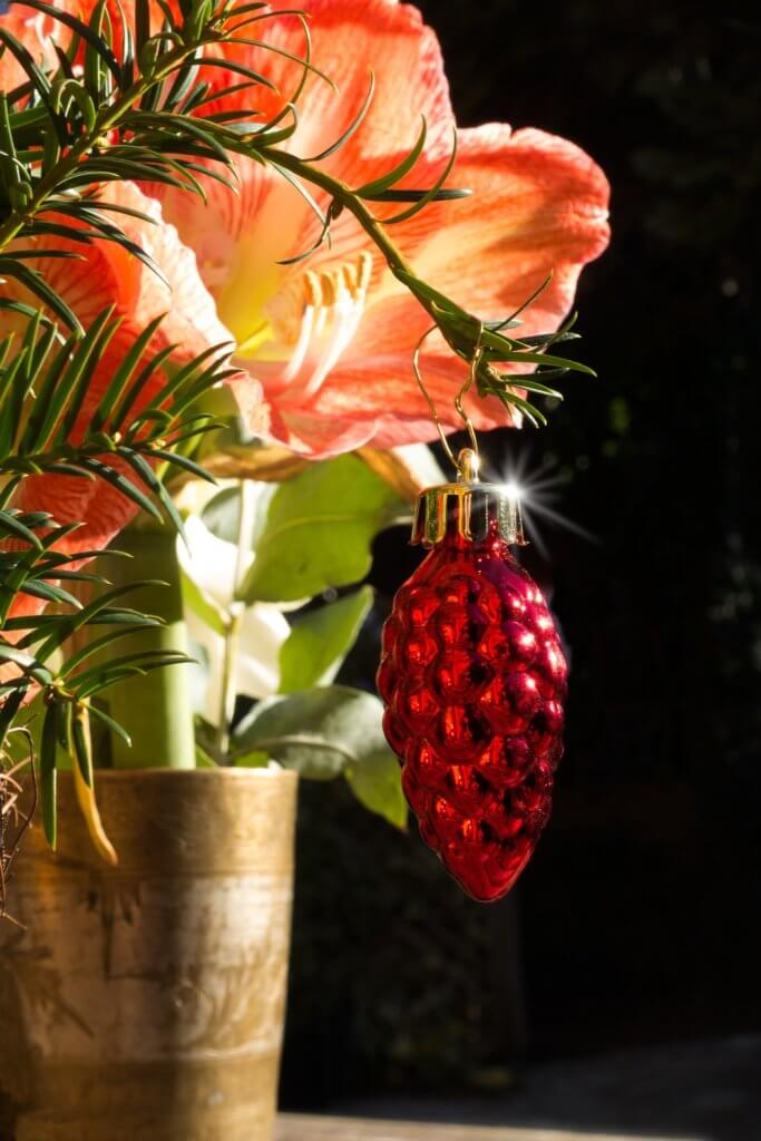 Amaryllis dekoriert
