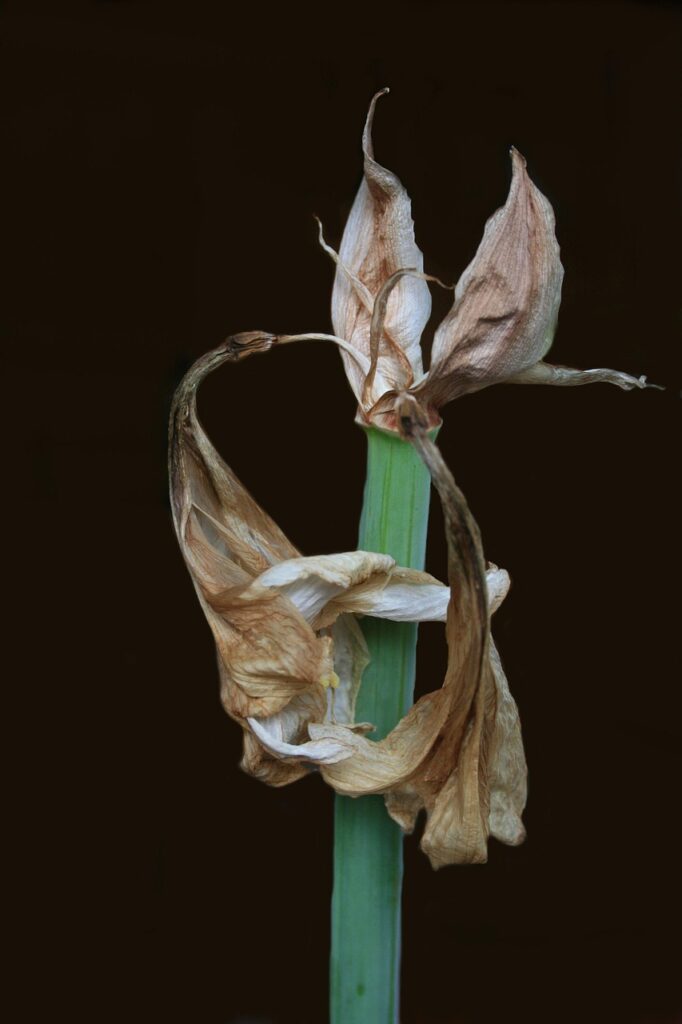 Amaryllis verblüht
