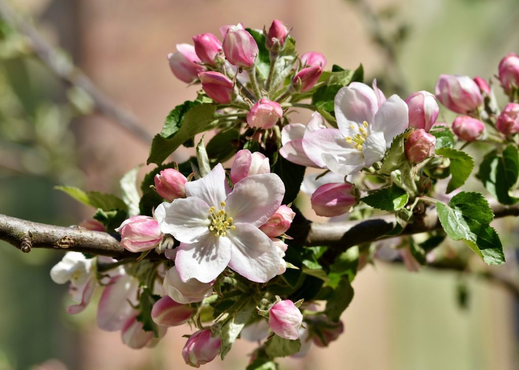 Apfelbaumblüten