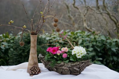 Bellis Gaensebluemchen Primel