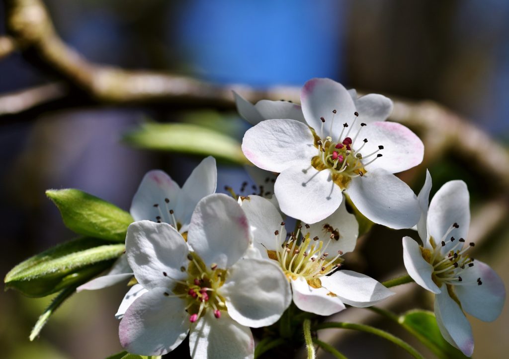 Birnbaumblüte