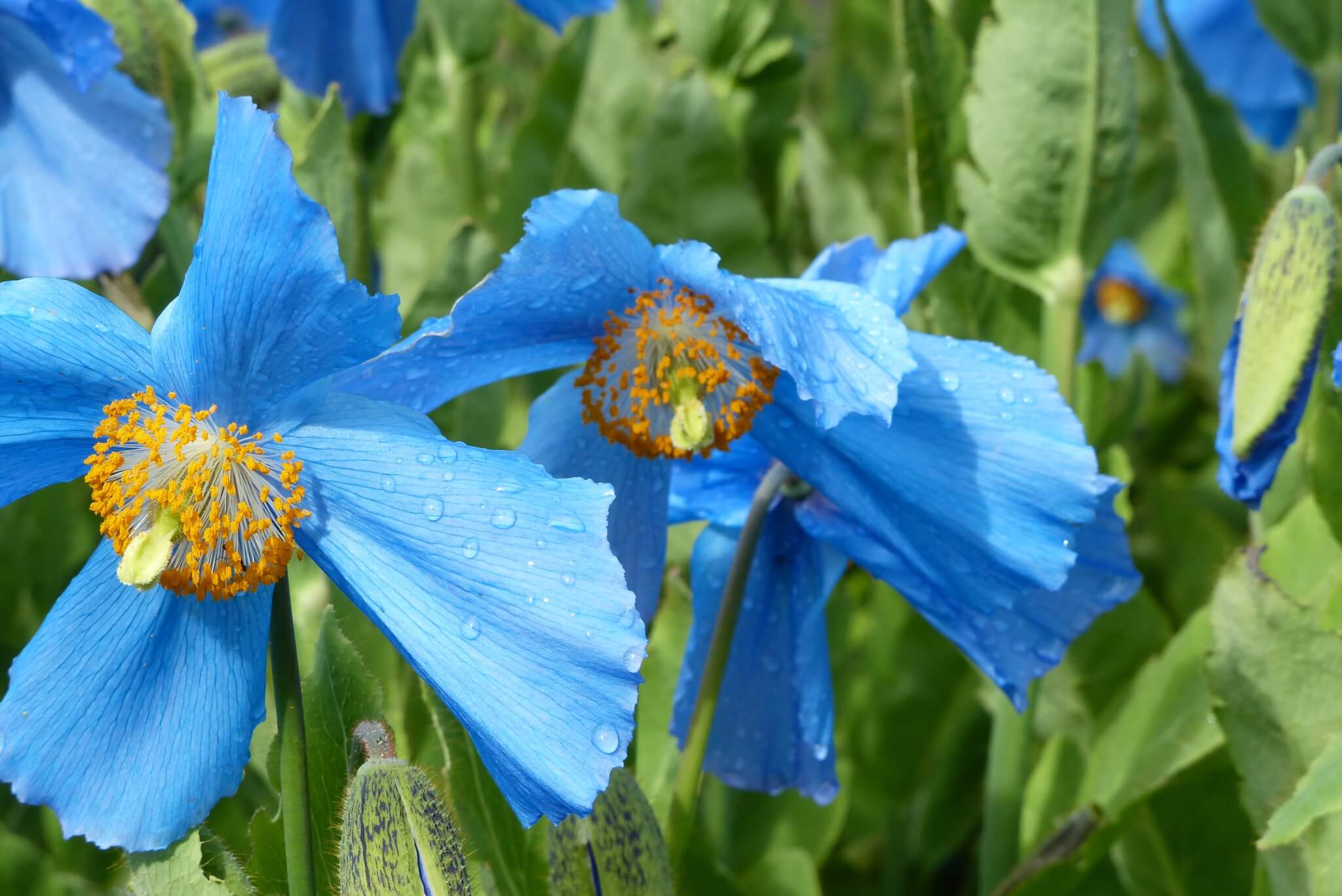 Wildwiese im Garten: Die Mohnblume