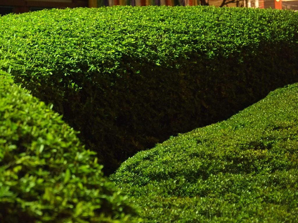 Buchsbaum Hecke