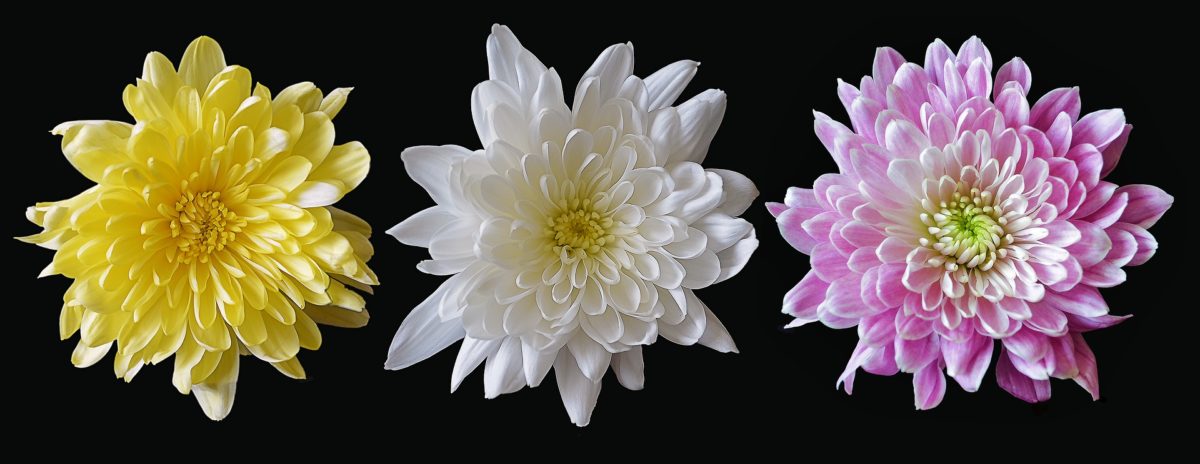 Allerheiligen: Bedeutung von Blumen und Farben
