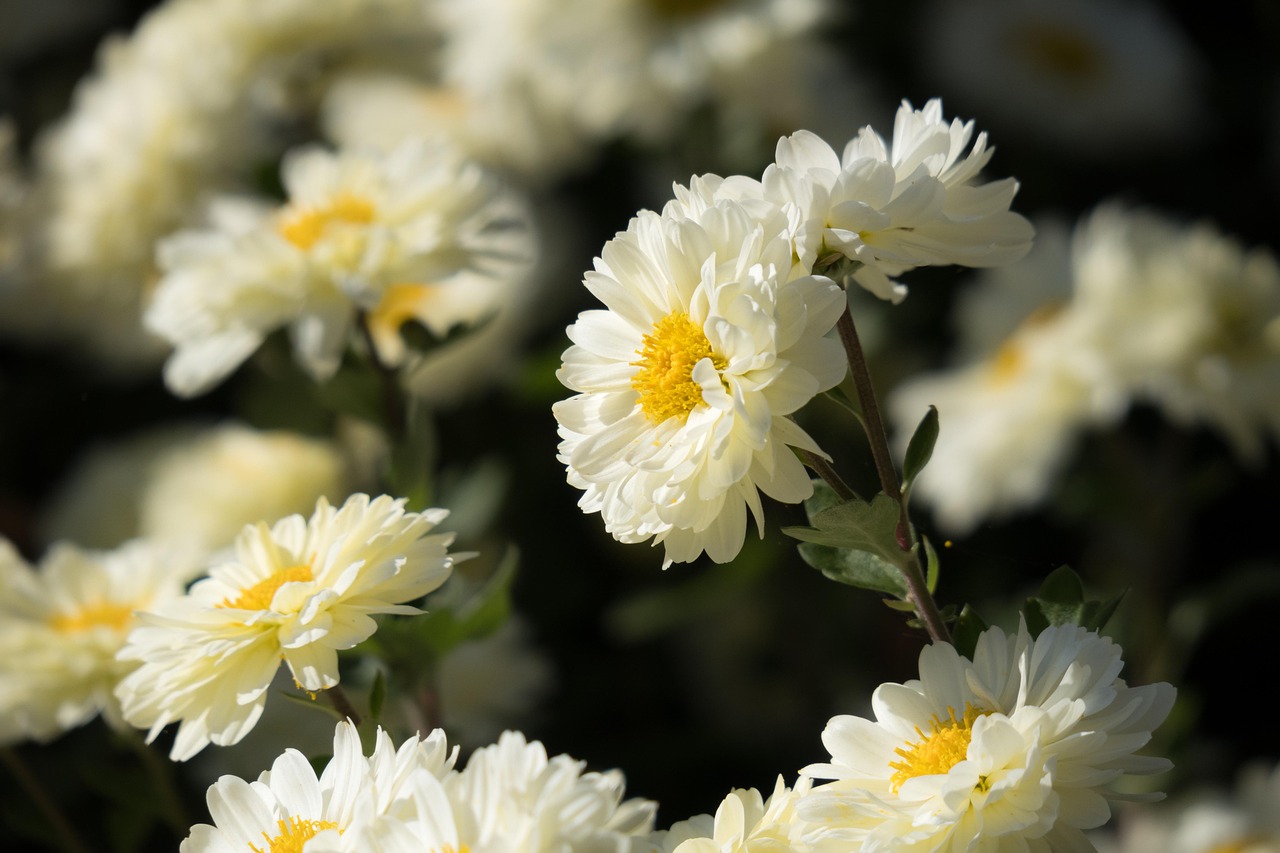 Grabbepflanzung Herbst: Chrysanthemen & nachhaltige Ideen