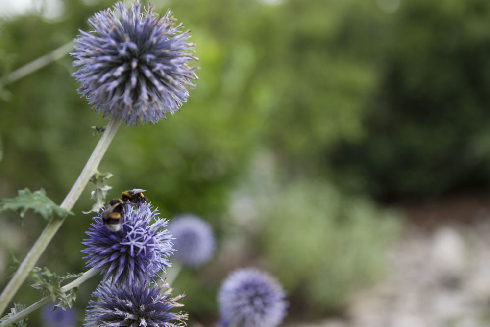 Distel2