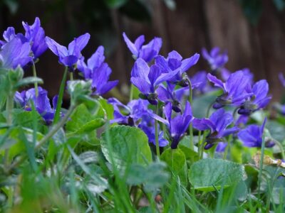 Duftveilchen im Garten