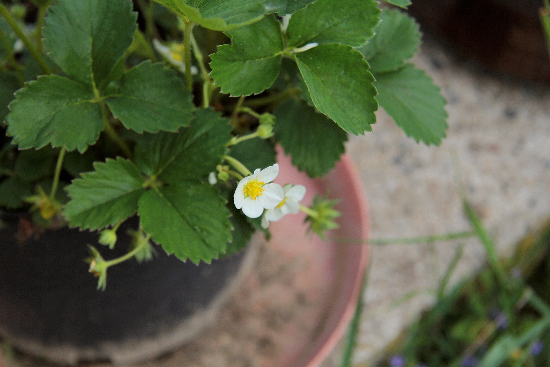 Erdbeerpflanzen mit süßen weißen Blüten