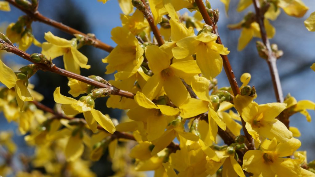 Forsythienzweige