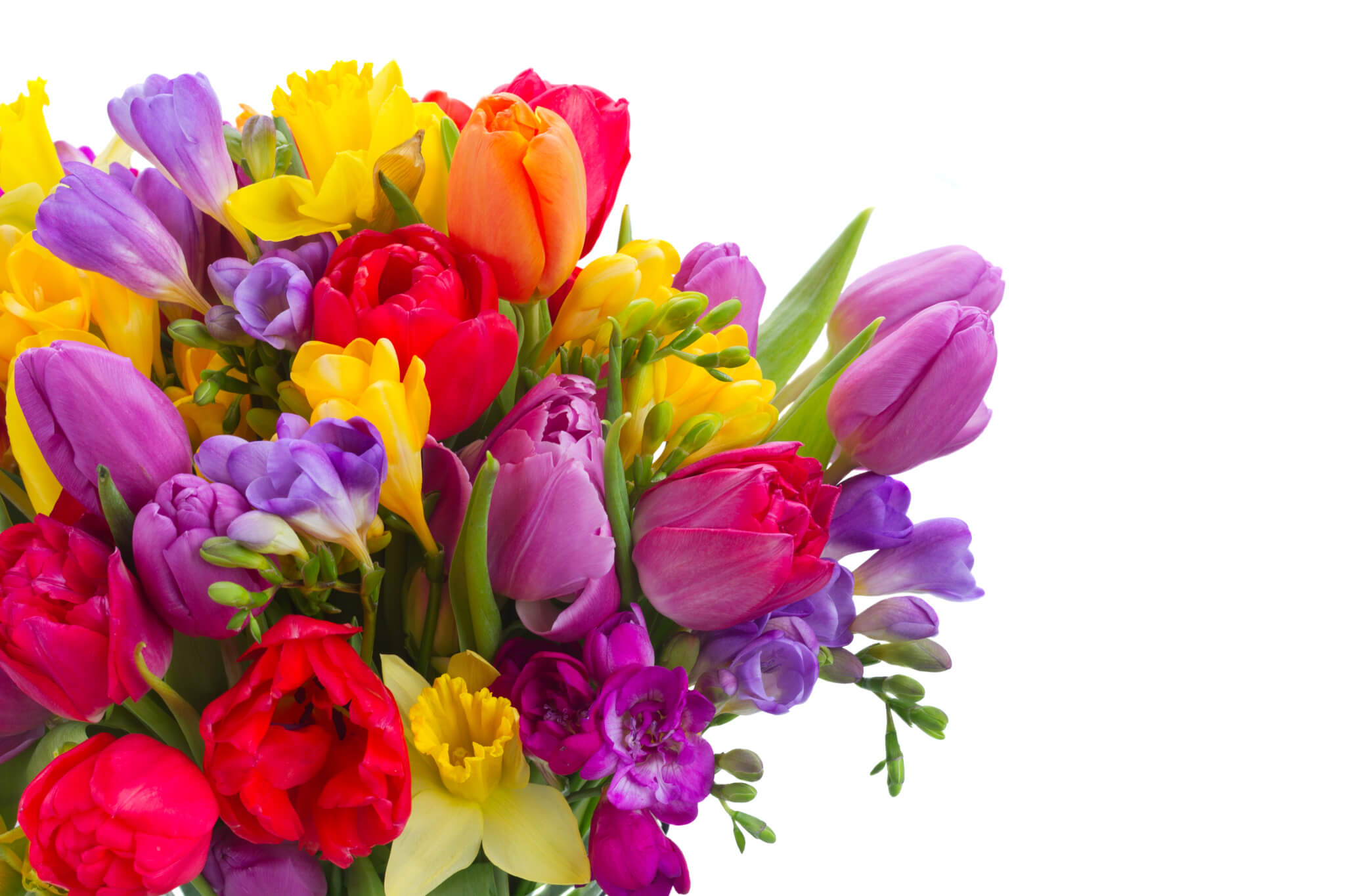 Frühlingsblumen bringen Farbe