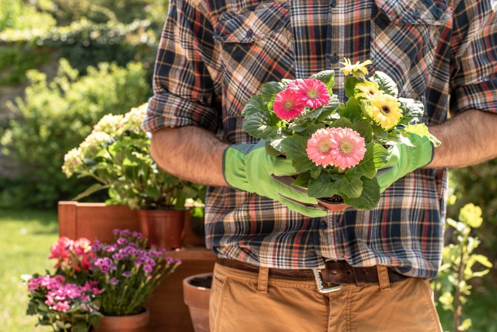 Gärtner mit Gerbera von hier