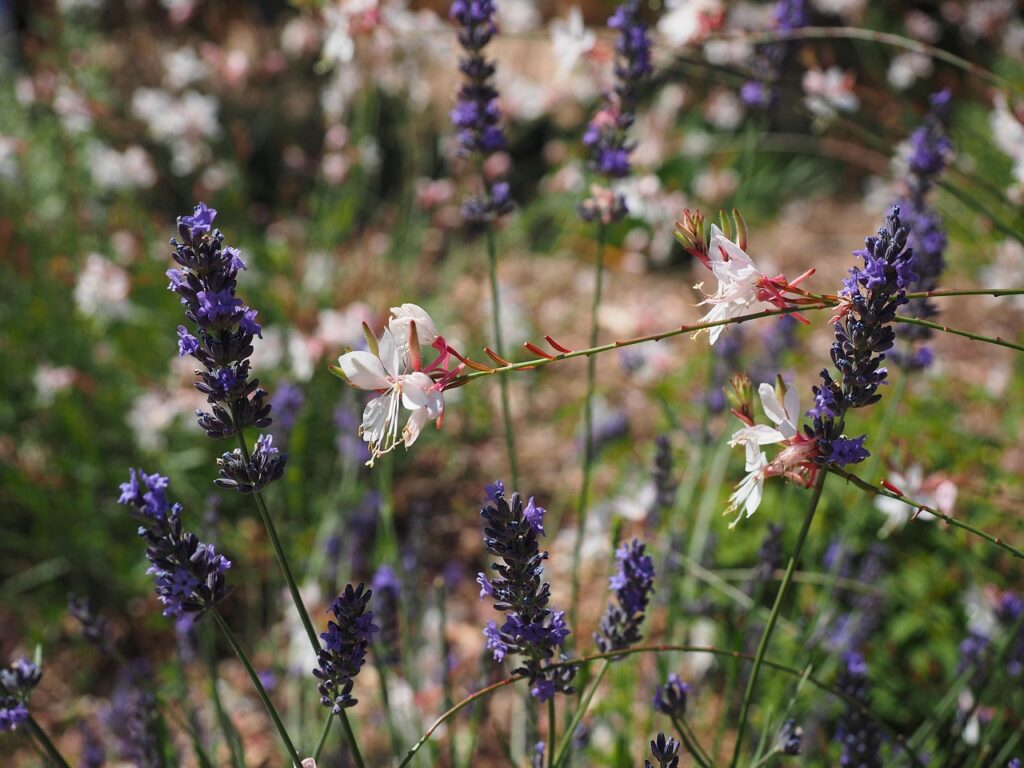 Gaura und Lavendel
