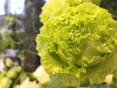 Gruene Rosenbluete