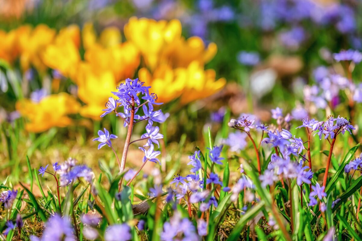 Frühlingsblumen für den Garten: Welche Sorten sich jetzt lohnen