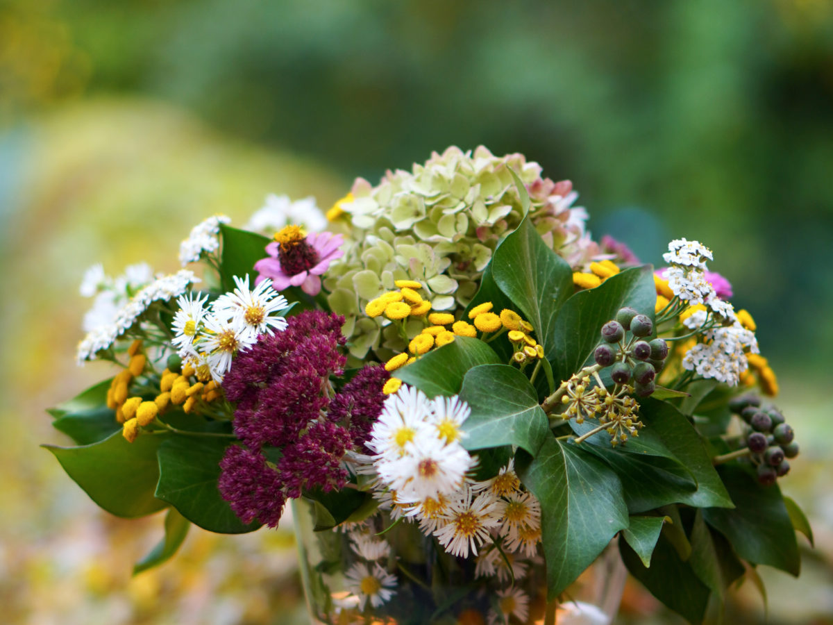 Welche Blumen im September blühen: Die schönsten Herbstblüher für Ihren Garten
