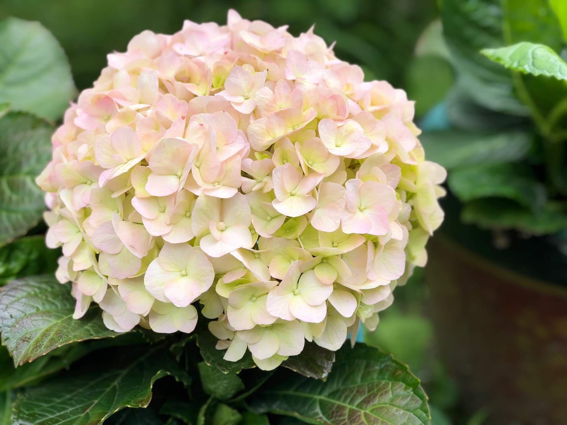Hortensie Hydrangea