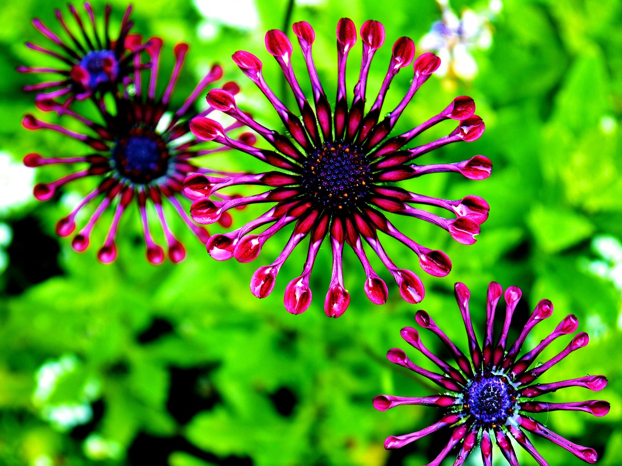 Welche Blumen im Mai pflanzen?
