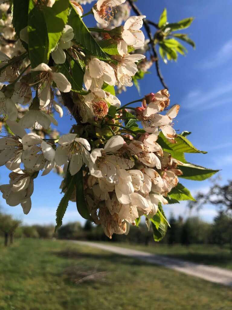 Kirschblueten Am Wegrand