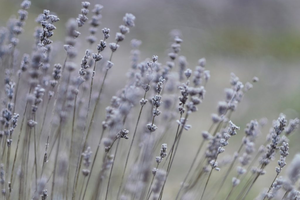 Lavendel Verblueht