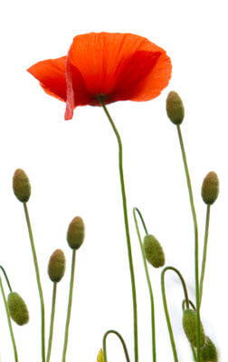 Mohnblumen mit Knospen