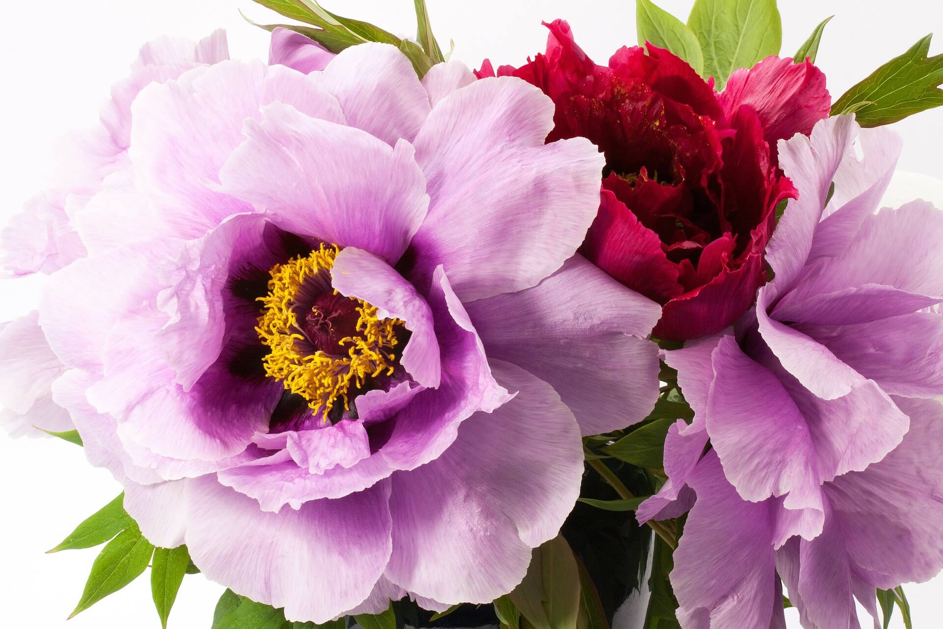 Blumendeko Hochzeit Mai: Ideen für Pfingstrosen & saisonale Highlights