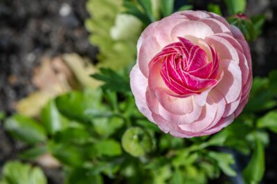 Ranunkel im Garten