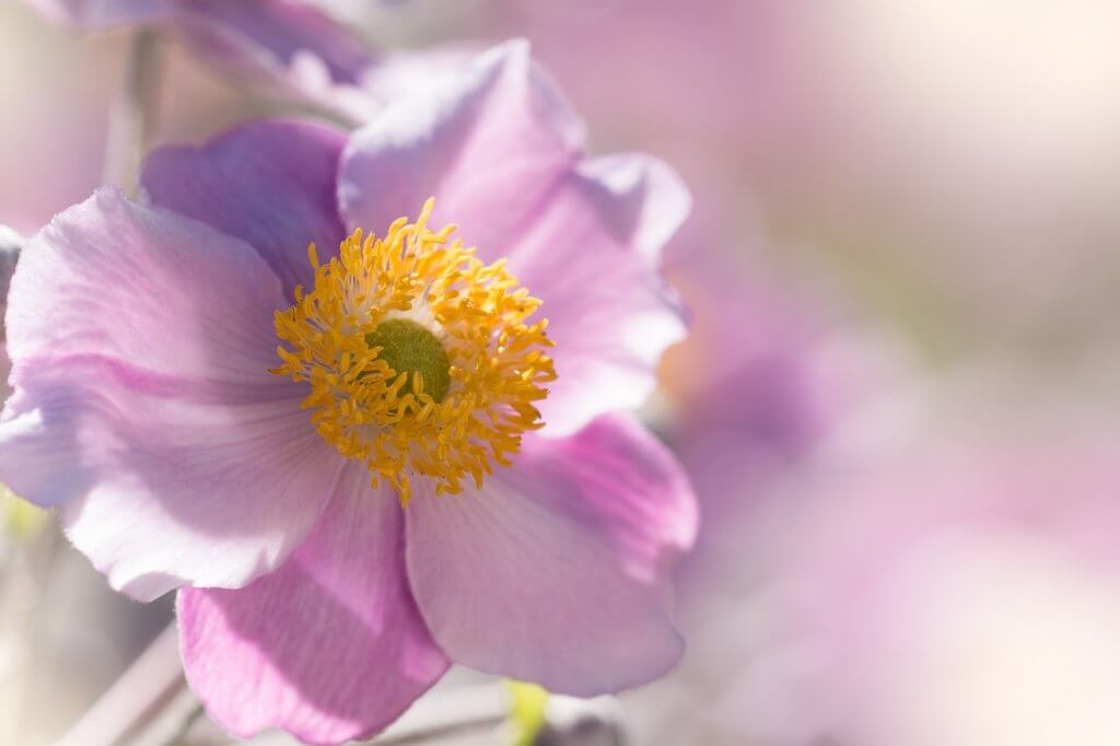 Rosa Herbst Anemone