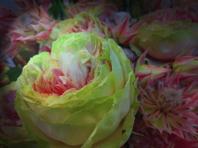Rose Gruen Rosa