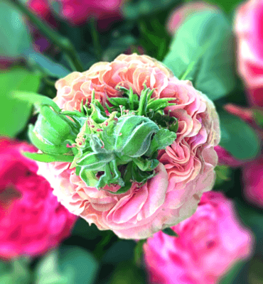 Rose mit gruenem Herzen nah