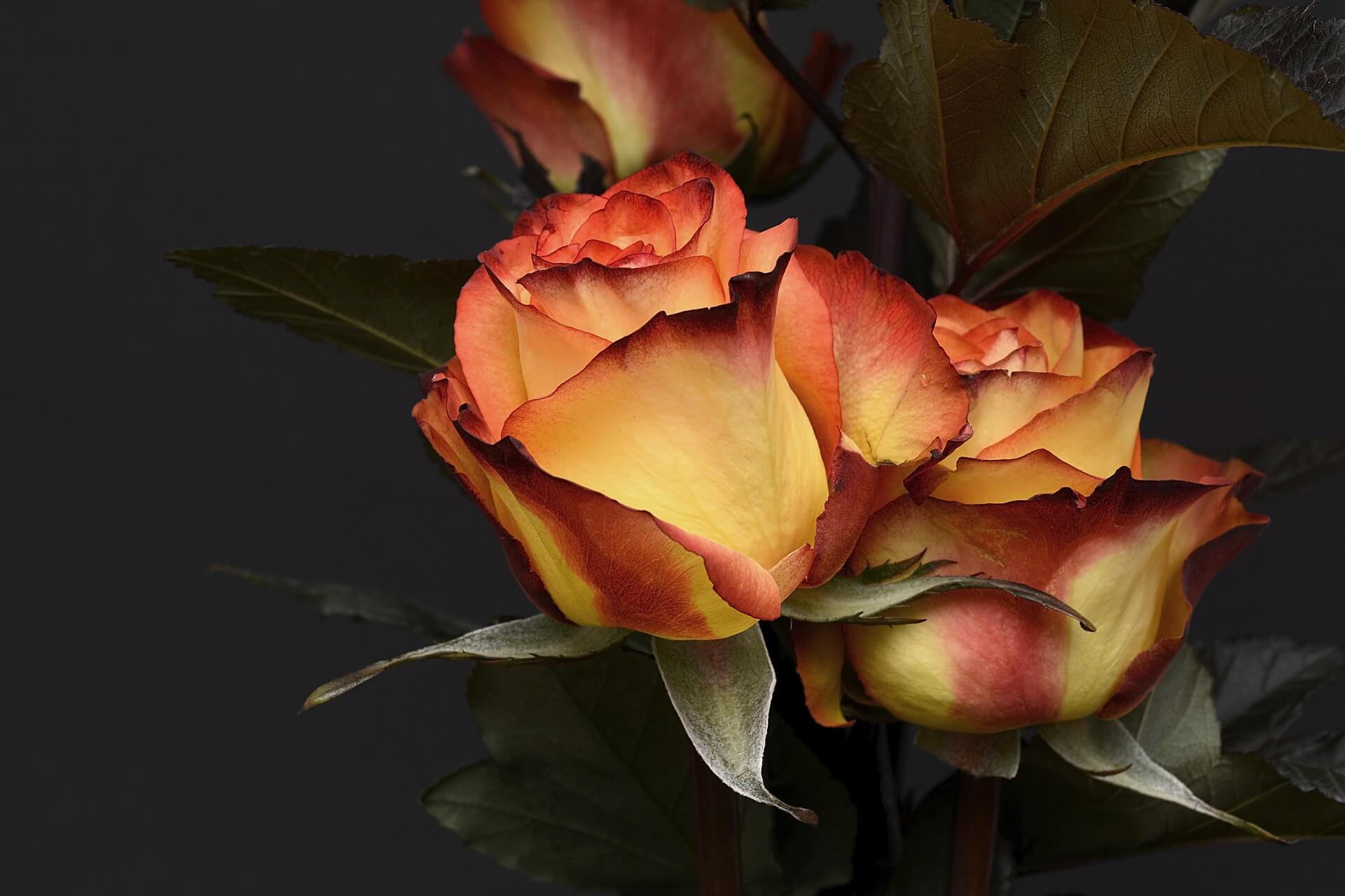 Valentins-Blumen nicht vergessen!