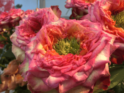 Rose Pink Mit Gruenem Herz
