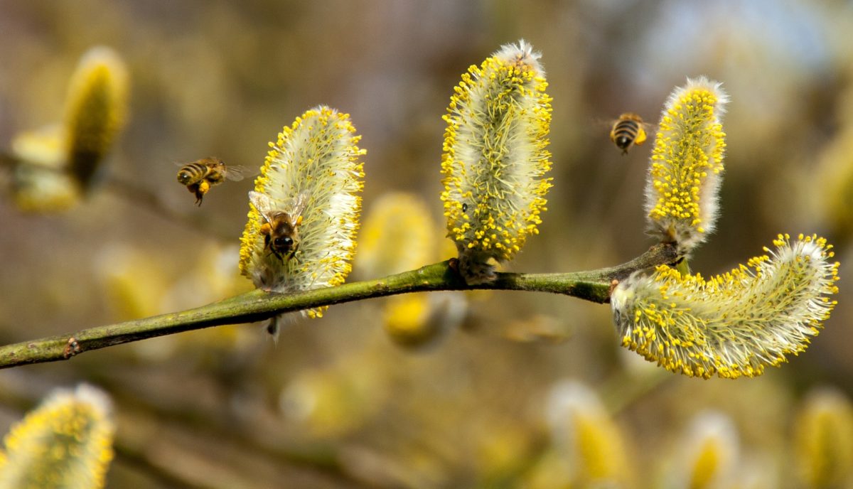 Wann ist endlich Frühling?