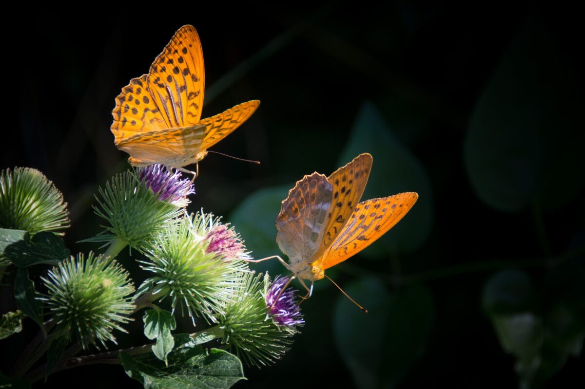 Schmetterlinge im Herbst