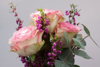 Straeusschen Rosen Erika