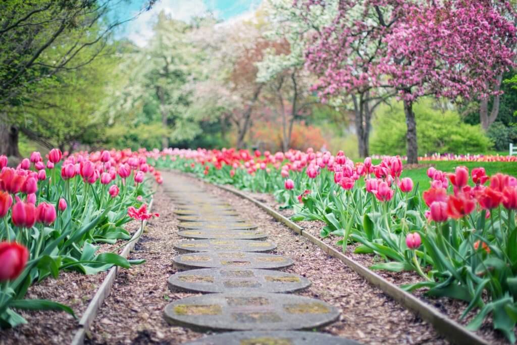 Tulpen Im Garten