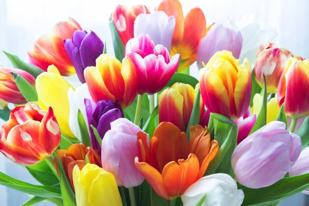 Viele Bunte Tulpen 1