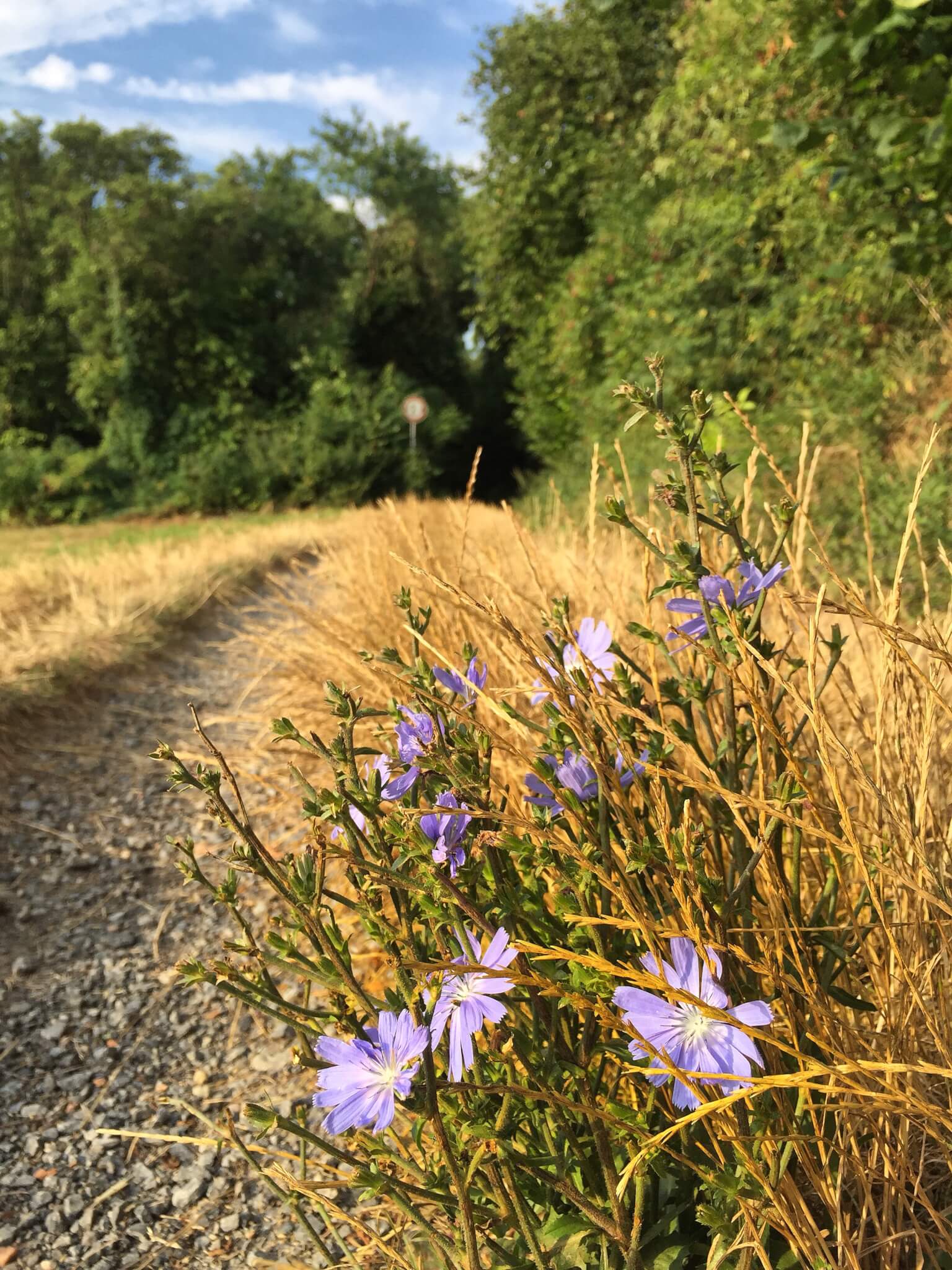 Wegwarte am Wegrand