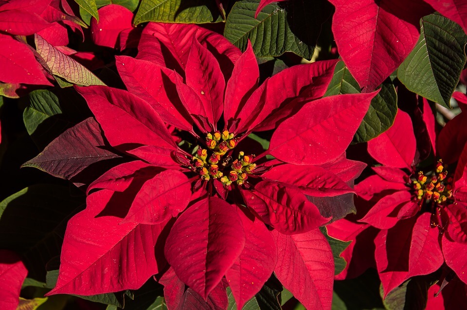 Weihnachtsstern Pflege November: Tipps für gesunde Hochblätter
