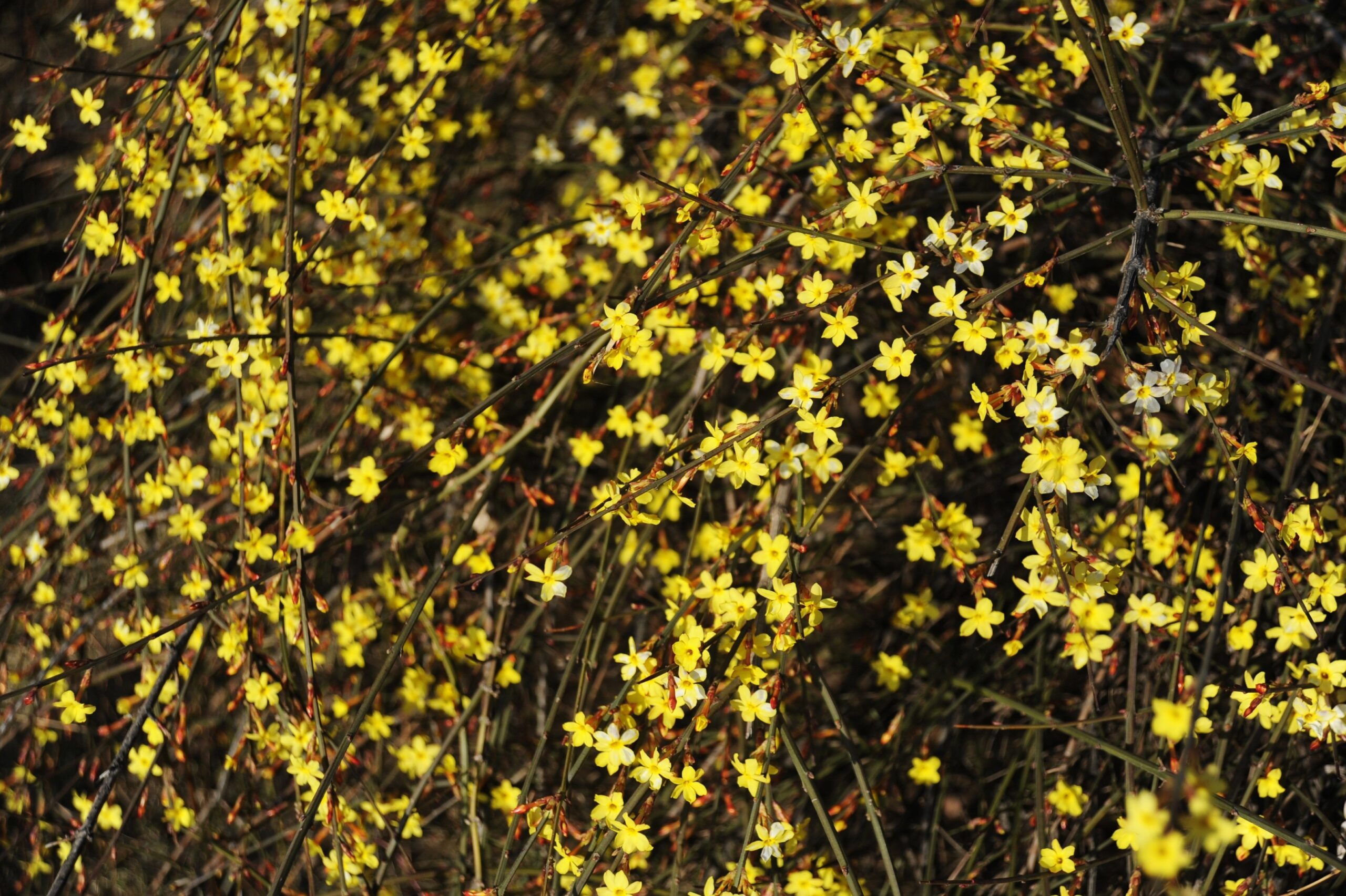 Winterjasmin – Ein Farbtupfer in der kalten Jahreszeit