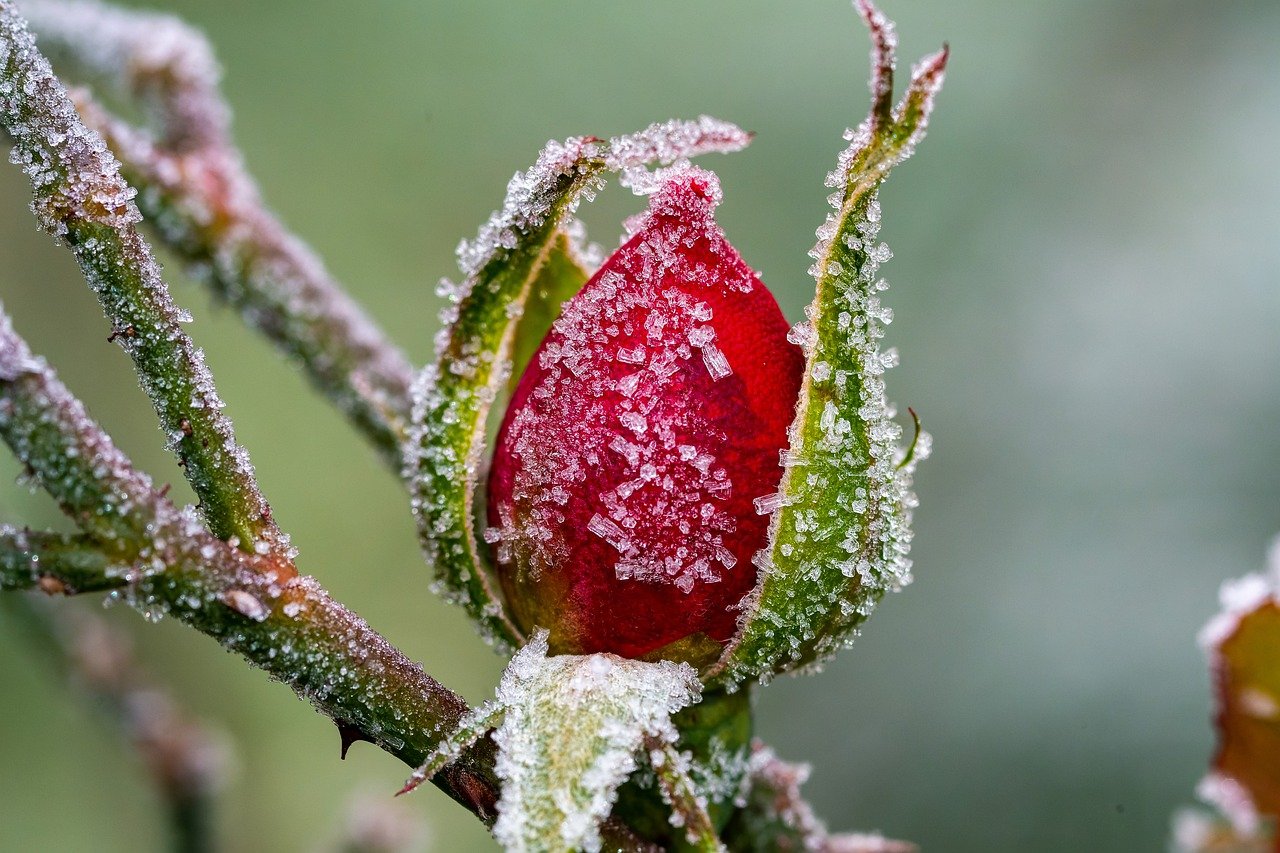 Jahresanfang: Frische Blumen für einen frischen Start